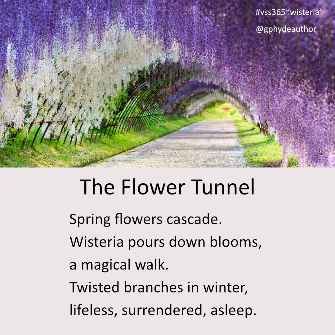 gphydeauthor's tweet image. For the theme of #wisteria, here’s a #tanka inspired by the famous wisteria garden called 河内藤園 (Kawachi Fuji-en) found in Kitakyūshu, Fukuoka Prefecture in Japan.
Thanks go to Jami Lyne our #vss365 host @jamilynewriter