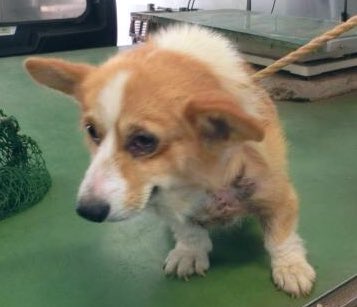 fukushiyamesagi's tweet photo. 🆘緊急🆘#収容犬
🆘告示期限7/28(月)
7/18(金)#千葉県 #千葉市 #若葉区 #高根町
#赤い首輪
#茶白♂#コーギー
📲千葉市動物保護指導センター🙇🏻‍♂️
#迷い犬 #迷子犬 #保護犬 #犬 #イヌ #いぬ #dog #コーギー犬 #corgi #白茶 #市原市 #長柄町 #茂原市 #大網白里市 #東金市 #山武市 #八街市 #佐倉市 #四街道市

🚨赤い首輪のコーギーが収容されています‼️飼い主様、関係者様は大至急お迎えをお願いいたします🙏収容犬にお心当たりのある方は大至急センター迄ご連絡をお願いいたします📲🙇🏻‍♂️

◎公示には、種類『ウェルシュコーギーペンブローク』毛色『茶白』性別『オス』体格『中』特徴『赤首輪』と記載されています🐶

⚠️現在、公示には首輪の拡大画像は掲載されておりません。また公示には記載がない為、傷病等の有無・状態、収容状況等も不明です。詳細はセンター迄お問い合わせください📲🙏

◎収容された動物は、傷病の状態により、また長毛種の場合や興奮等の条件・状況により、性別の確認が困難な場合が考えられます。また収容された動物は、長期の放浪等の影響により、顔や体の印象が変わっている可能性があります。公示に掲載画像がある場合でも、光の加減や撮影・再生機材の特性、被毛・皮膚の濡れ・汚れ等により動物の目や体の色、或いは経年変化等により首輪等の色が、本来の色とは違って見える場合があります。公示に記載の内容が、飼い主様・関係者様が探されている動物の性別(※”さくらねこ“では、稀に左右を間違えて耳カットされた例もあります。)や、毛色(柄)、首輪の色、或いは画像からの印象が違っていても、念の為、センターでのご確認をお願いいたします🙏

保健福祉局医療衛生部生活衛生課動物保護指導センター
千葉県千葉市稲毛区宮野木町445番地1
電話：043-258-7817
ファックス：043-258-7818
✉️dobutsuhogo.HWM@city.chiba.lg.jp

千葉市動物保護指導センター 迷い犬の情報(収容動物)
⏩https://t.co/zxB5KhJDOd

このページのご利用について
•収容した動物の画像を公開していますが、動物の状態により撮影できない場合もありますので、ご了承ください。
•掲載各情報で体格「子」と記載している動物は、91日齢未満（推定を含む）のものです。
•毛色、体格や首輪等の有無は目安としてください。首輪などは放浪中に脱落していることもあります。
•この他に、個人の方などからの保護情報が寄せられている場合があります。

•該当する情報の有無に関わらず、お問い合わせいただくか、当センターで実際に確認するようにしてください。

🟢市民等が保護している犬の情報
⏩https://t.co/UnRr9F1SJF

🟢犬の譲渡をご希望の方は、「新しい飼い主さんを待っている動物たちの情報（犬）⏩https://t.co/A0CosxJRY4」をご覧ください。