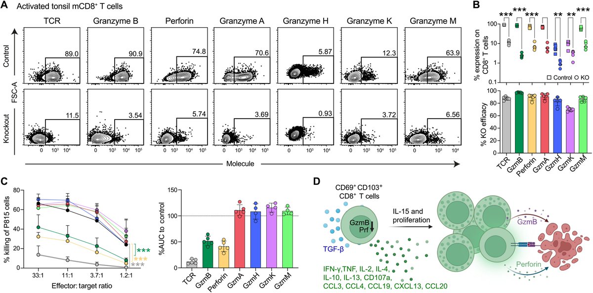 Waggoner Lab (@labwaggoner) on Twitter photo Memory CD8+ T cells have differential cytotoxic capacities across human tissues <a href="/SciImmunology/">Science Immunology</a> <a href="/marcus_buggert/">Marcus Buggert</a>
science.org/doi/10.1126/sc… Memory CD8+ T cells have differential cytotoxic capacities across human tissues <a href="/SciImmunology/">Science Immunology</a> <a href="/marcus_buggert/">Marcus Buggert</a>
science.org/doi/10.1126/sc…