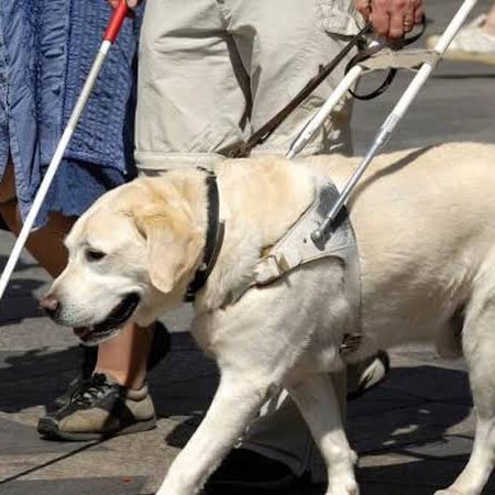 Lucía Hernández | Amo La Ciencia (@yoamoalaciencia) on Twitter photo Gobierno de Brugada discrimina a personas con discapacidad
Existe una ley que obliga a entregar credenciales oficiales para facilitar el acceso con perros de asistencia, y Brugada no la cumple.
Se trata del Artículo 34 de la Ley de Protección y Bienestar de los Animales de la Gobierno de Brugada discrimina a personas con discapacidad
Existe una ley que obliga a entregar credenciales oficiales para facilitar el acceso con perros de asistencia, y Brugada no la cumple.
Se trata del Artículo 34 de la Ley de Protección y Bienestar de los Animales de la