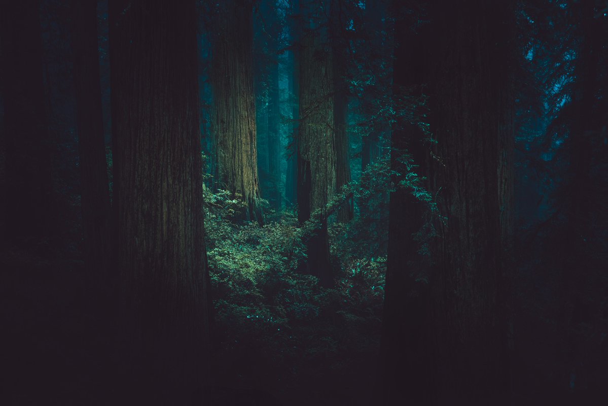 Into the End

Captured in the Redwoods, easily my favorite photograph I’ve taken this year so far and maybe a key marker in the direction I’ve been taking my work for a while now

Listed for only 1.5e on SR