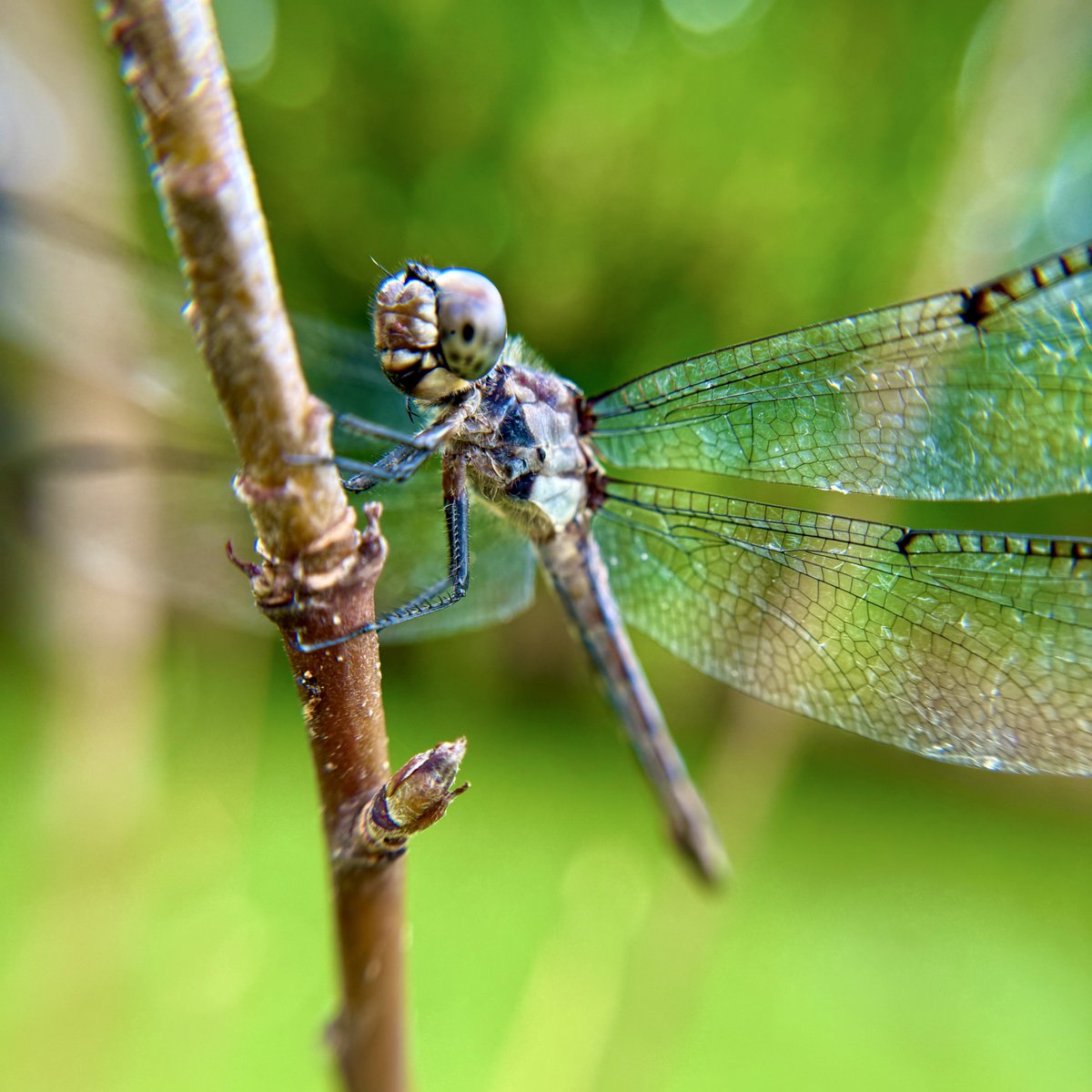 pretty lil lady 😍 
 
fun fact: female dragonflies usually tend to have more “dull” colors, such as brown, or gray
 
personally, I think the females are the most beautiful  🥰
 
this one is most likely pregnant, or soon to be, as her male companion was on the other branch