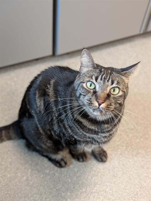 animalfndlv's tweet image. Some shelter cats need a little extra time to warm up.
Toshi was dumped in a carrier at our shelter and came out swinging - hissing, swatting, refusing all love.
10 days later? He’s a 16 lb cuddle bug asking for belly rubs.
Adopt or foster this reformed spicy boy! ID# A1379901