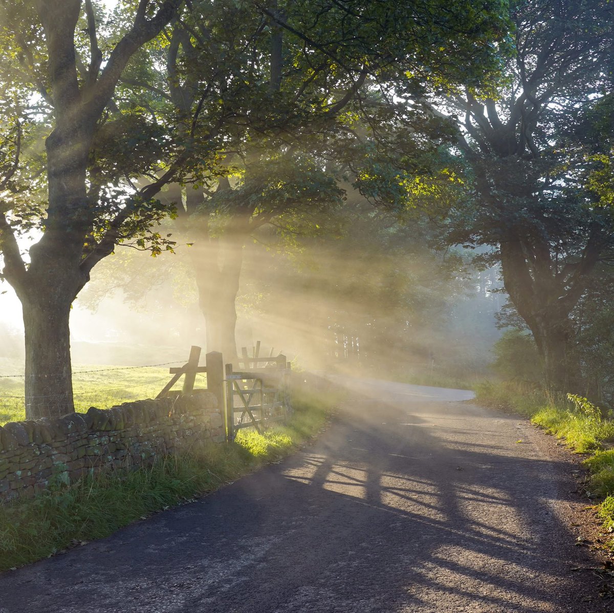 peaklass1's tweet image. What's better than a rustic gate on a country lane at sunrise? A rustic gate and its long shadow - two for the price of one! This was one of those mornings when I walked around and gasped at how incredibly beautiful my little corner of the world was, when I fumbled at the…