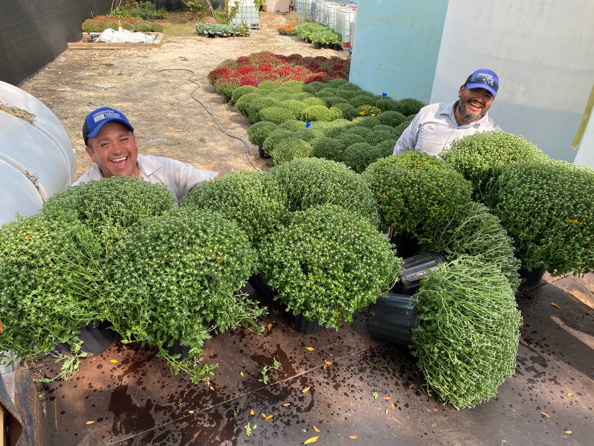 CPHorticulture's tweet image. July&apos;s wrapping up! ☀️ Time to think about August &amp;amp; beyond for your landscape. Proactive planning ensures continued beauty.
#SeasonalCare #LandscapeTips #FallPrep