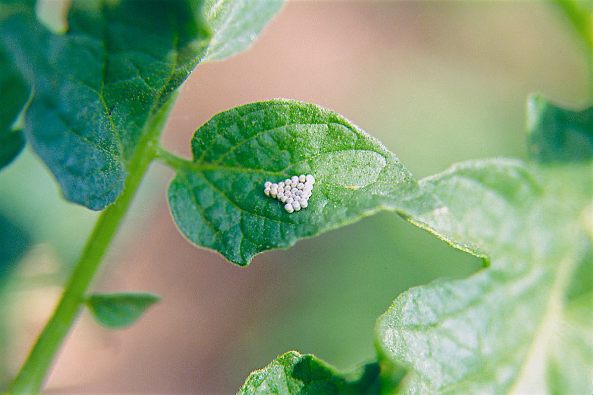 gardensbyyou's tweet image. Responsible organic farmers are revising the old saying, "The only good bug is a dead bug" into an improved modern-day equivalent, "The best garden pest is a pest that never had a chance to hatch…on my vegetables." Every insect or bug has a righteous place in the ecosystem, but…