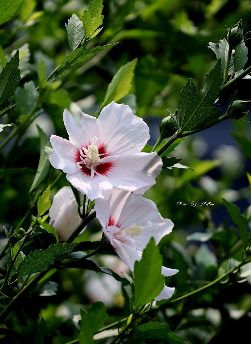 Chiffon_cake556's tweet image. おはようございます𖤐

✎𓂃ﾑｸｹﾞ(木槿)「日の丸」𓂃❀🌿
白い花弁の中心に紅のさし色が入り
日の丸のように見える…一重の大輪

素敵な週末になりますように🔅