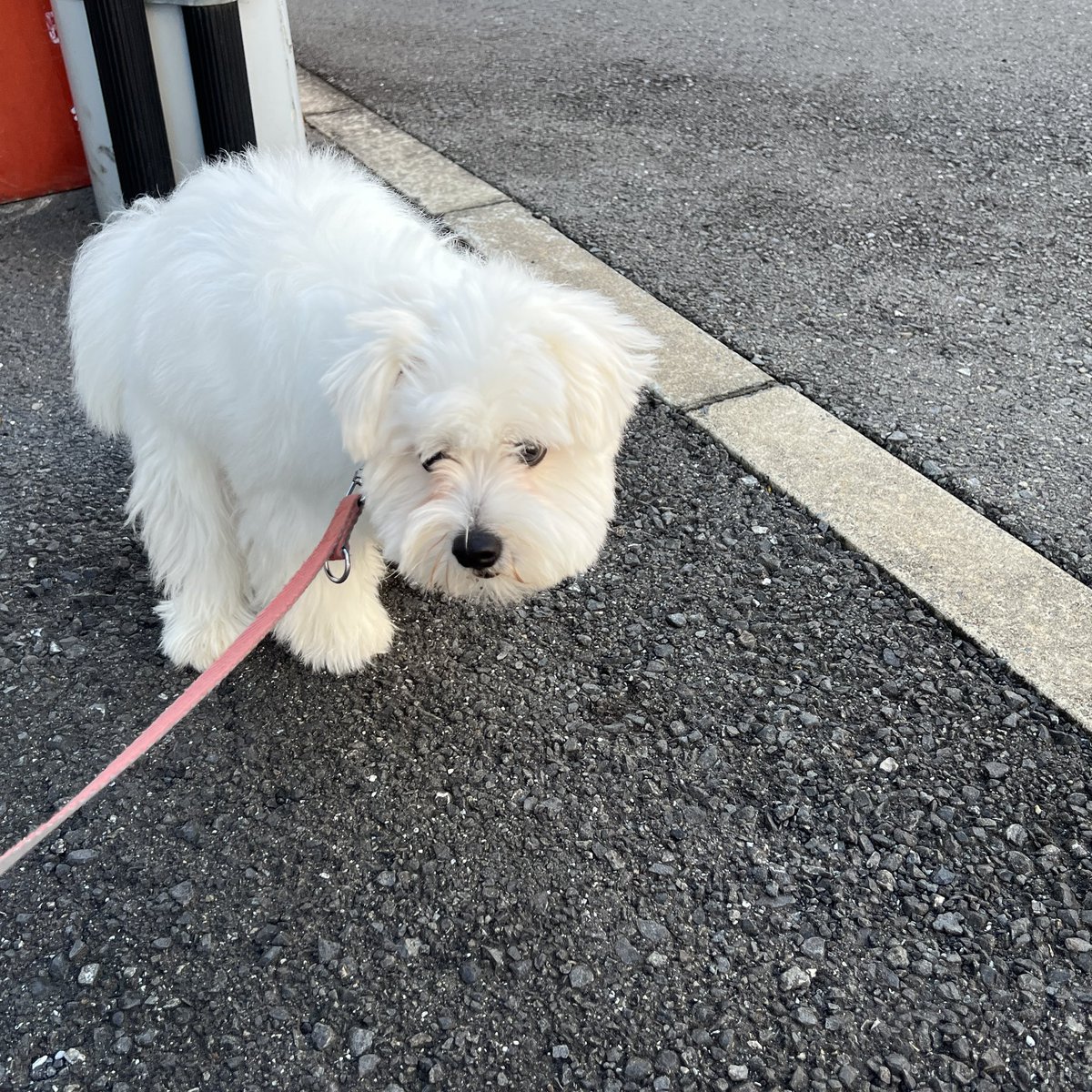 _kinarinari's tweet image. ﾝﾁ
