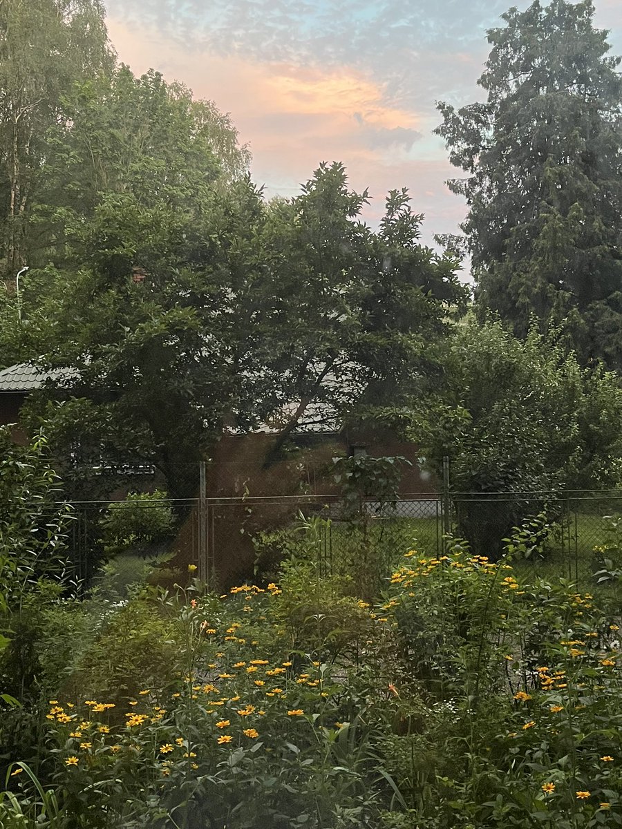 MicheleBerdy's tweet image. Your #eveningcalm from Riga is the sun setting over a little house and a cheerful garden.