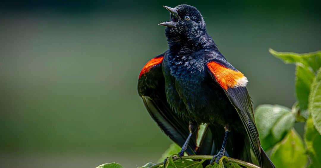 Red-winged blackbirds have multiple vocalizations, including their classic territorial song: “conk-la-ree.” Both males and females also “check” or “chirp” to communicate with one another. (Photo courtesy of Joe Viola)

#Blackbirds #Birding