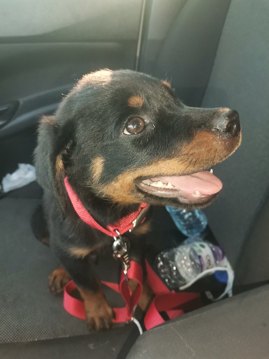 grns21's tweet image. 20 yılın ardından hayallerimi özgürce yaşıyorum. Hem kedim hem köpeğimle ❤️
#pars #tarçın