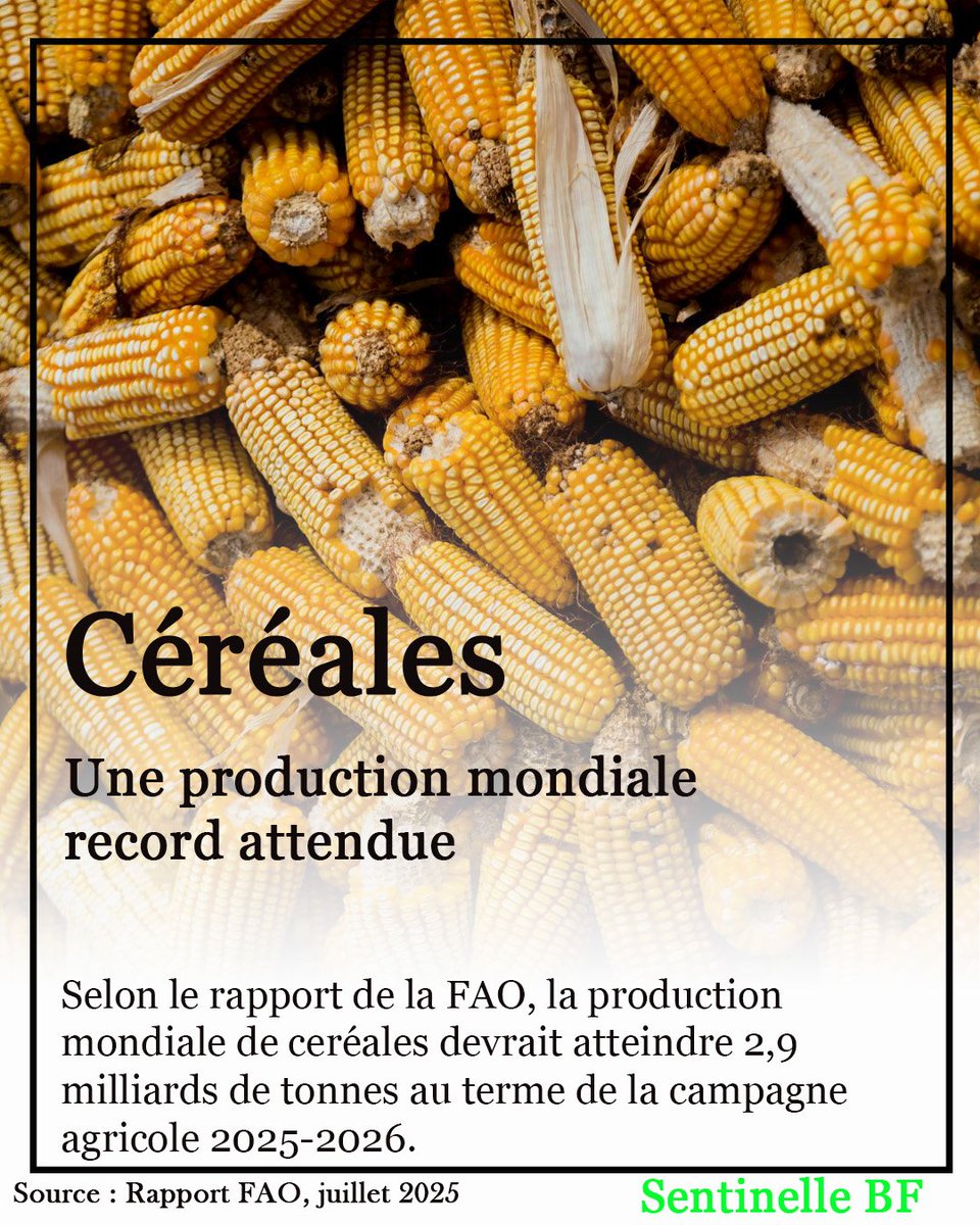 Le monde s'attend à un record de sa production céréalière au terme de campagne agricole 2025-2026. 

👇🏾👇🏾👇🏾👇🏾👇🏾👇🏾👇🏾👇🏾👇🏾
sentinellebf.com/production-cer…