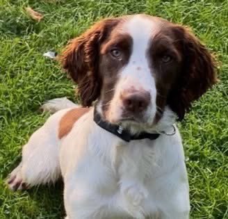 ThinBluePaw's tweet image. We are deeply saddened to learn of the passing of PD Bert from Cleveland Police, who tragically died from injuries sustained in a vehicle collision while responding to an emergency incident yesterday evening.

Our thoughts are with Bert&apos;s handler, who sustained minor injuries,…