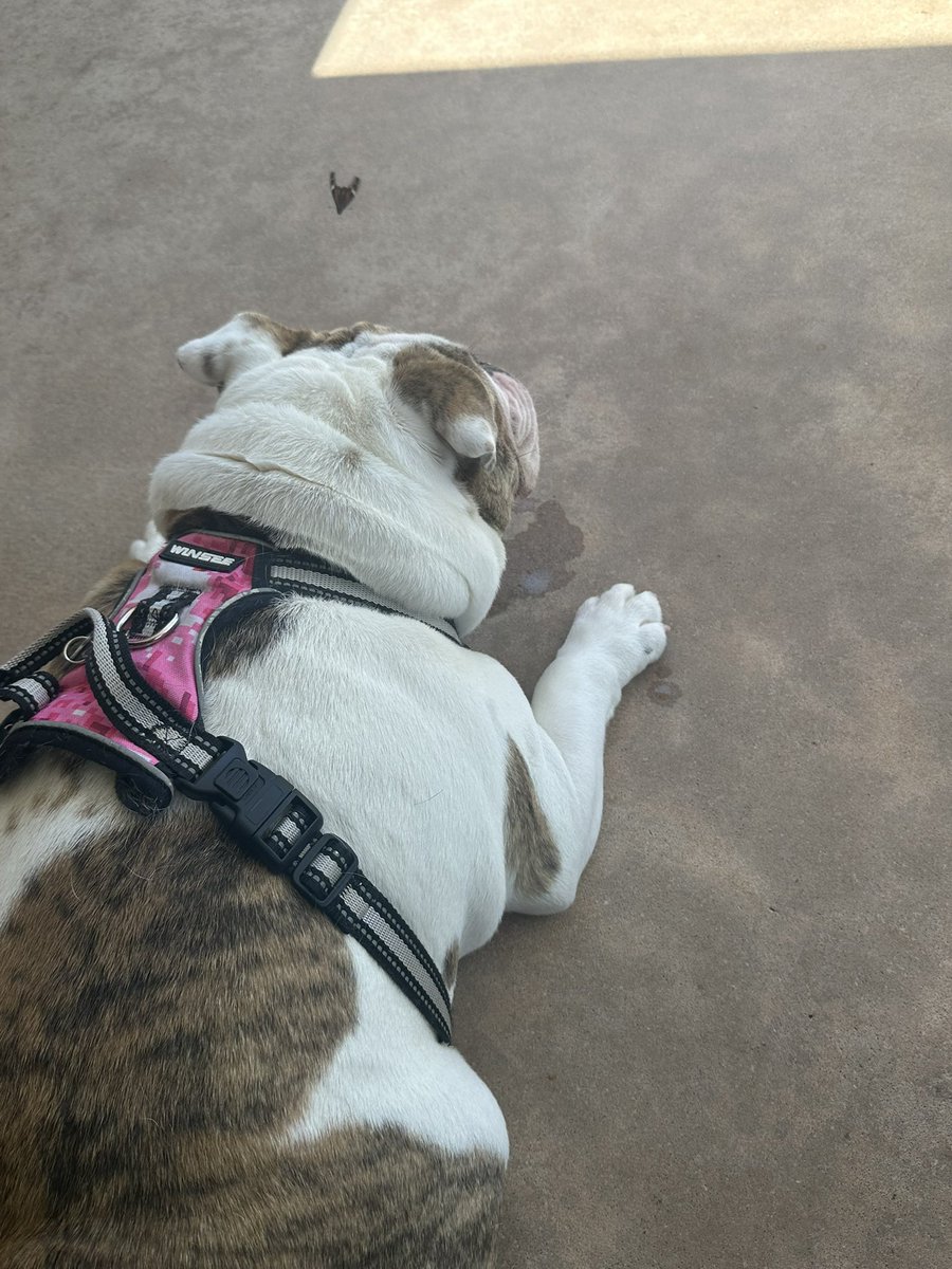 mikepoll77's tweet image. This butterfly wanted to play with me.