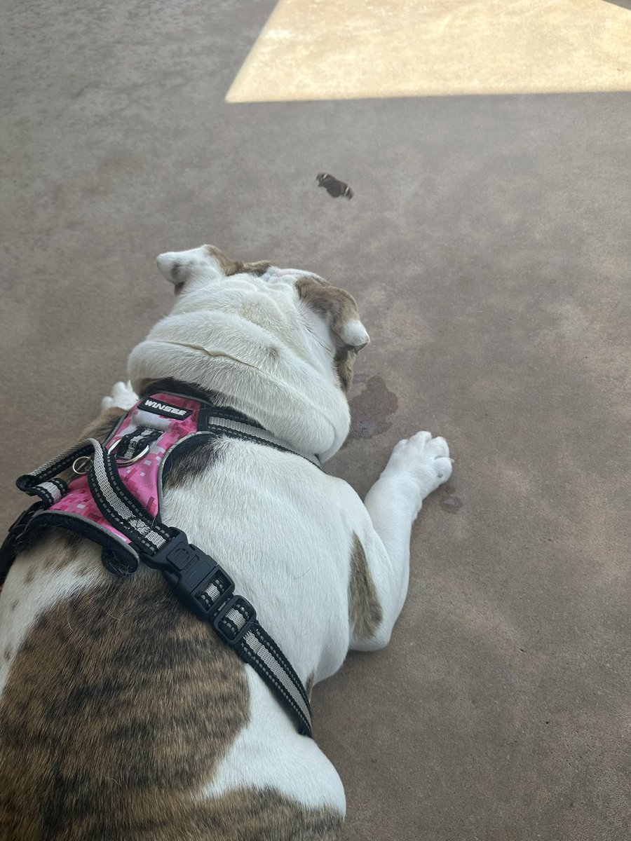 mikepoll77's tweet image. This butterfly wanted to play with me.