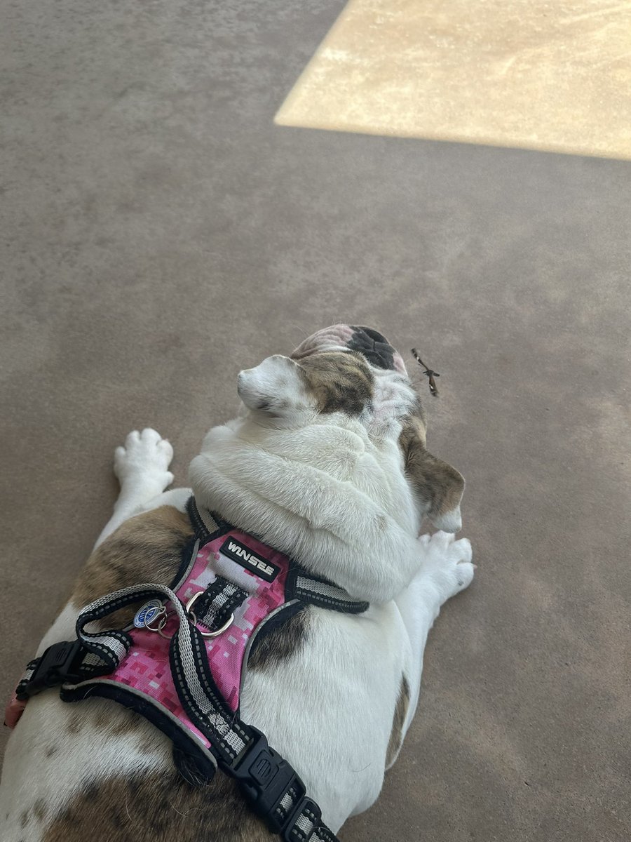 mikepoll77's tweet image. This butterfly wanted to play with me.