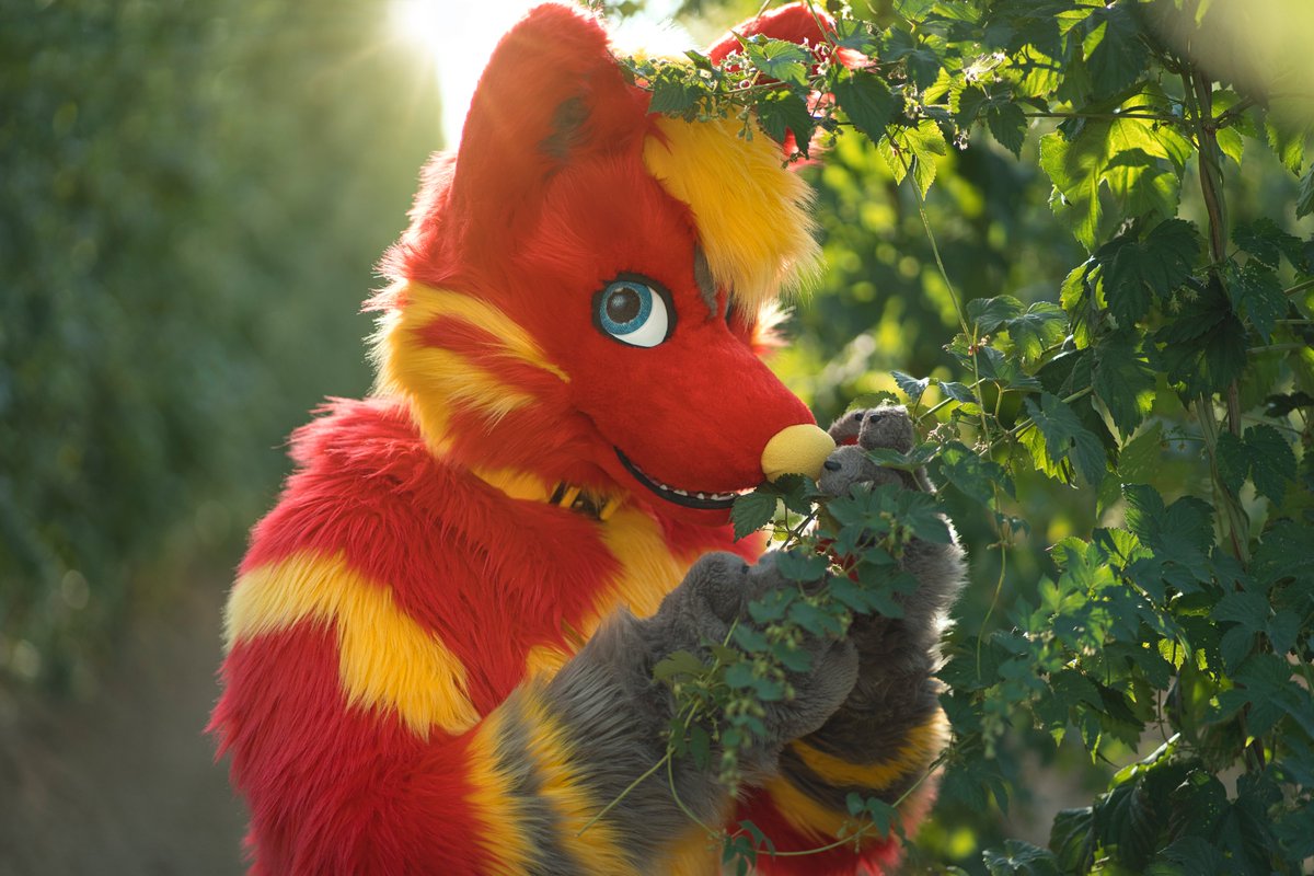 Hop scent + sunset glow = cutest combo
#FursuitFriday