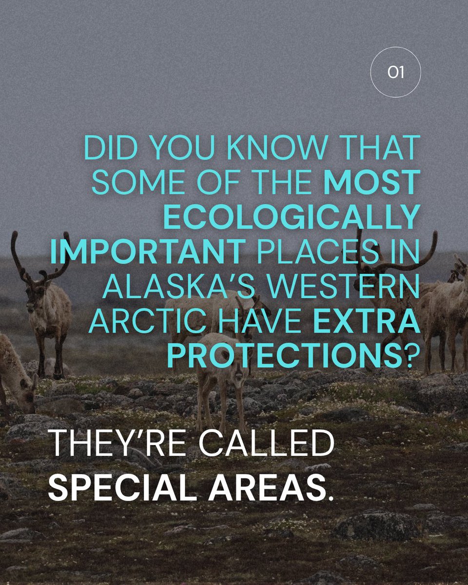 alaskawild's tweet image. What are Special Areas in the Western Arctic?

They’re federally protected lands vital to wildlife and Indigenous communities, and 13 million acres are now at risk.

📝Submit a public comment by Aug 4 to help protect them. bit.ly/4kHnE0D. #ProtectTheArctic