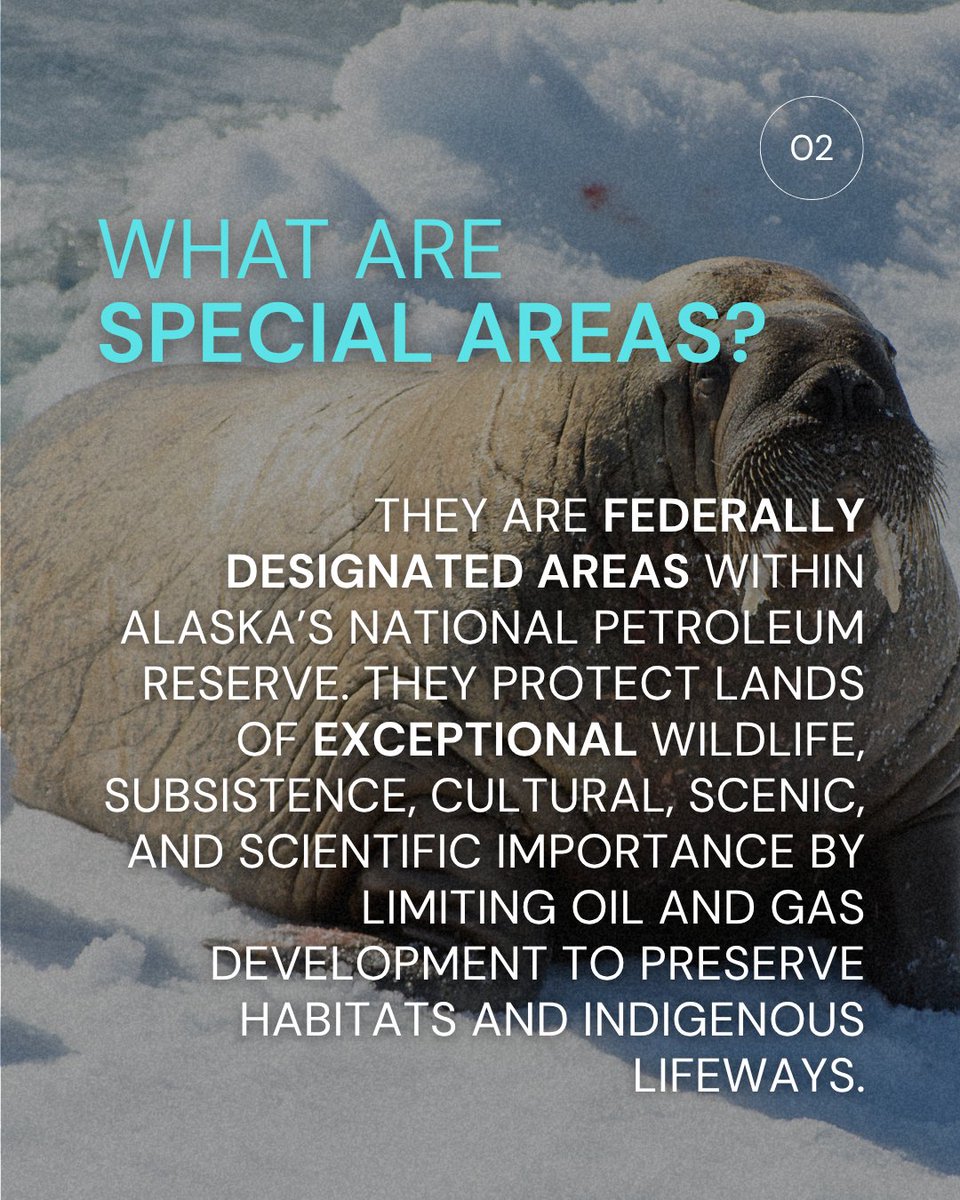 alaskawild's tweet image. What are Special Areas in the Western Arctic?

They’re federally protected lands vital to wildlife and Indigenous communities, and 13 million acres are now at risk.

📝Submit a public comment by Aug 4 to help protect them. bit.ly/4kHnE0D. #ProtectTheArctic