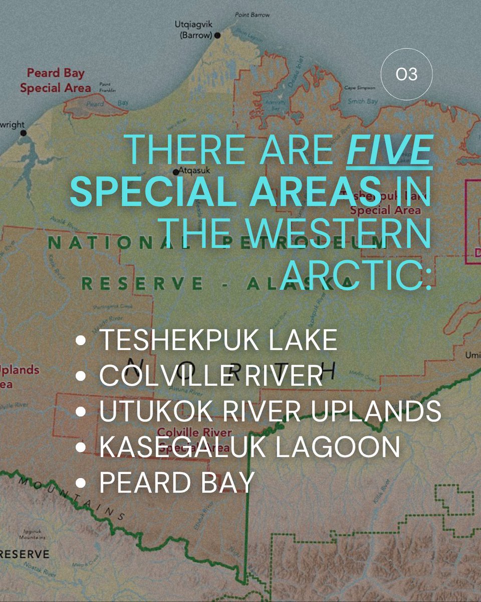 alaskawild's tweet image. What are Special Areas in the Western Arctic?

They’re federally protected lands vital to wildlife and Indigenous communities, and 13 million acres are now at risk.

📝Submit a public comment by Aug 4 to help protect them. bit.ly/4kHnE0D. #ProtectTheArctic