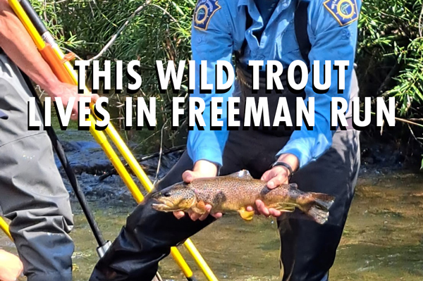We Need You to Speak Up for Wild Trout ow.ly/RHhY106geTi