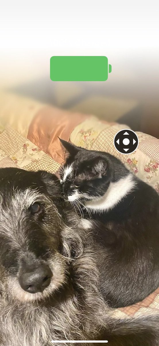 KOBCOB2's tweet image. Bindi update. It’s been a while but she’s 100% now. It was a long road, but support from my buddies on here definitely helped ♥️