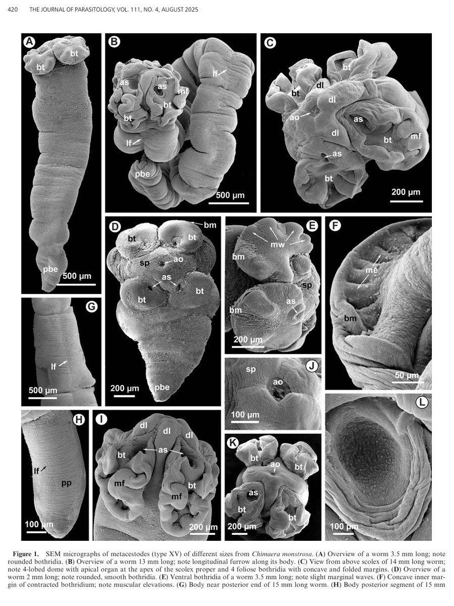 New in JP:

First Record of Phyllobothriid Metacestodes in Chimaera monstrosa (Holocephali) and Oncorhynchus gorbuscha (Salmonidae): Novel Insight into Larval Topography and Ultrastructure.

By Larisa G. Poddubnaya, Roman Kuchta, &amp; Tomáš Scholz.

doi.org/10.1645/24-136