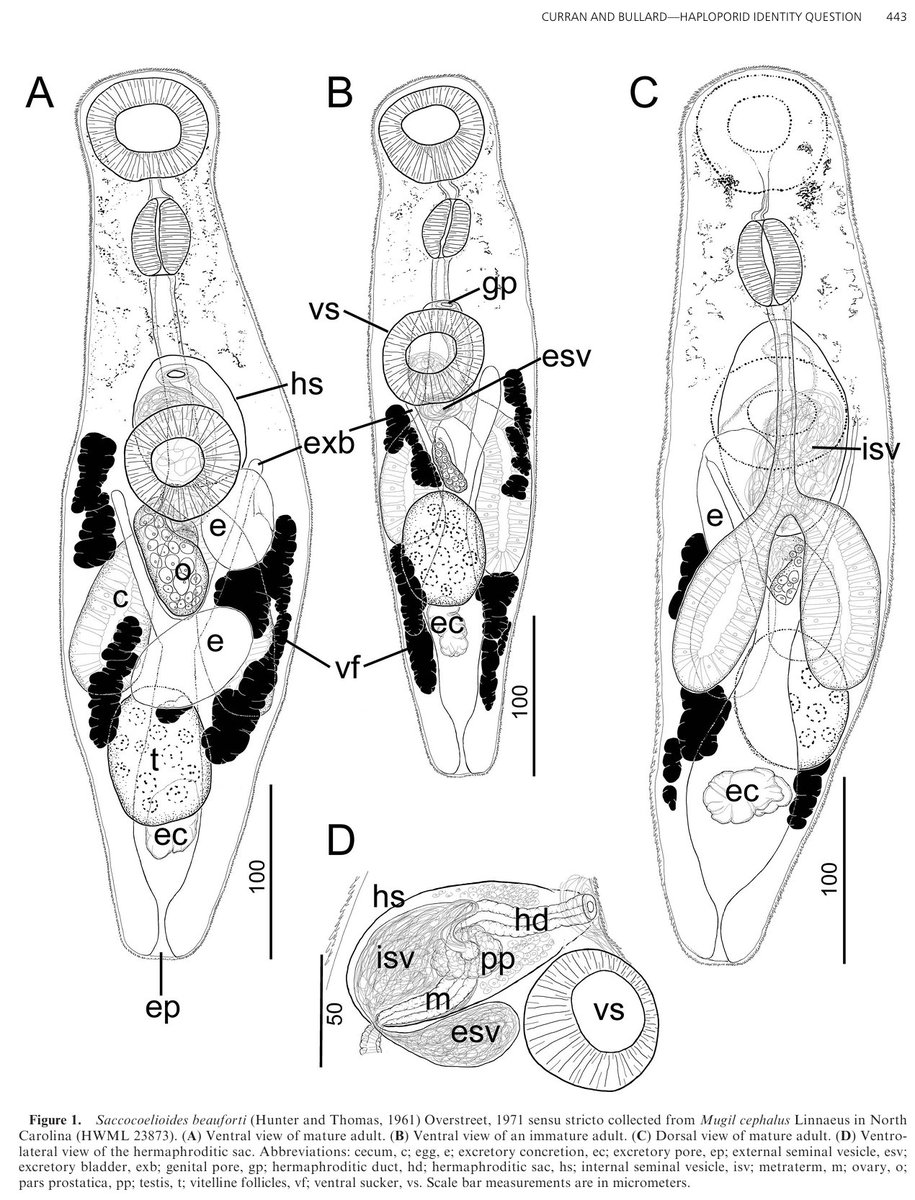 New in the Journal of Parasitology:

A Quarter Century of Sampling Two Ocean Basins to Disambiguate the Identity of a Mullet Parasite, Saccocoelioides beauforti (Digenea: Haploporidae).

By Stephen S. Curran &amp; Stephen A. Bullard.

doi.org/10.1645/25-22
