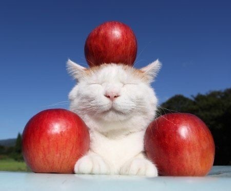 cateatcabbage06's tweet photo. https://t.co/mm9oJPC7A7