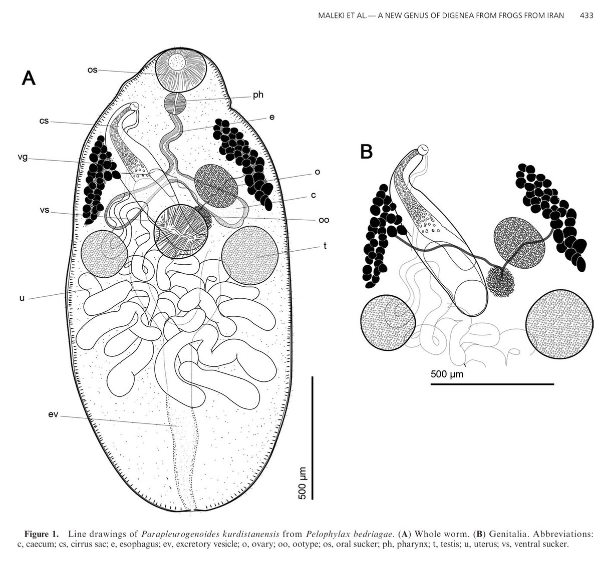 New in the JP: 

Parapleurogenoides (Digenea), a New Genus in Pelophylax Bedriagae (Anura: Ranidae) from Kurdistan, Iran with Comments on the Relationships within Pleurogenidae. 

By Loghman Maleki, Mastoreh Shahmoradi, &amp; Kiavash Golzarianpour. 

doi.org/10.1645/24-102