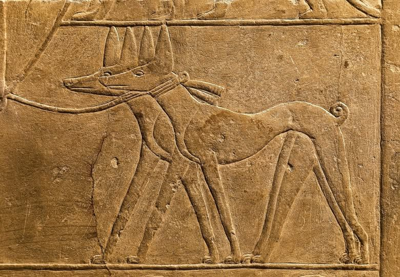 Dogs are one of the most depicted animals on the walls of the tombs in ancient  Egypt. We have many types, especially sloughi and Tesem. In particular,  Tesem is a dog whose