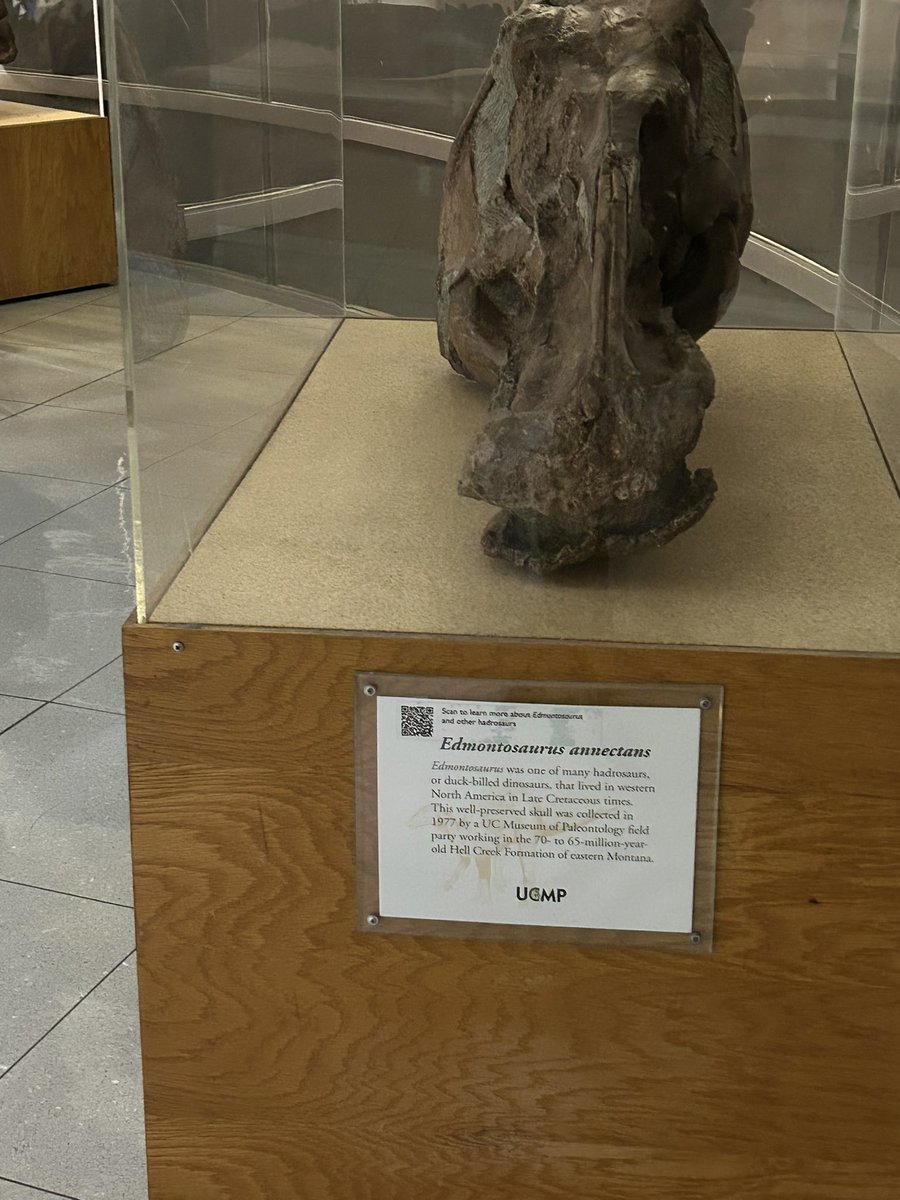 madscienceskill's tweet image. Happy #FossilFriday!