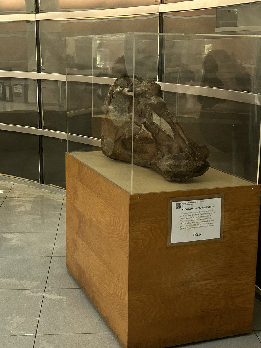 madscienceskill's tweet image. Happy #FossilFriday!