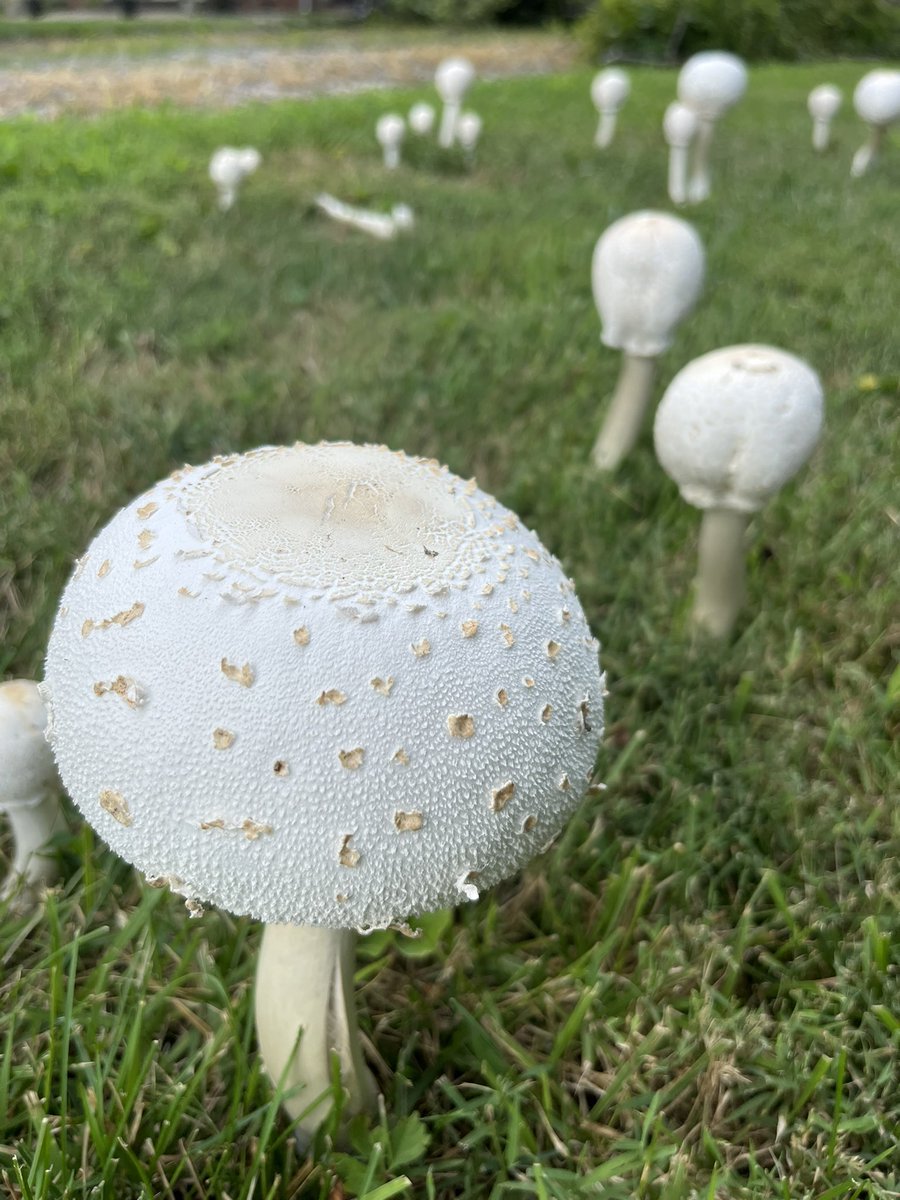 Chase T. Walden tweet media