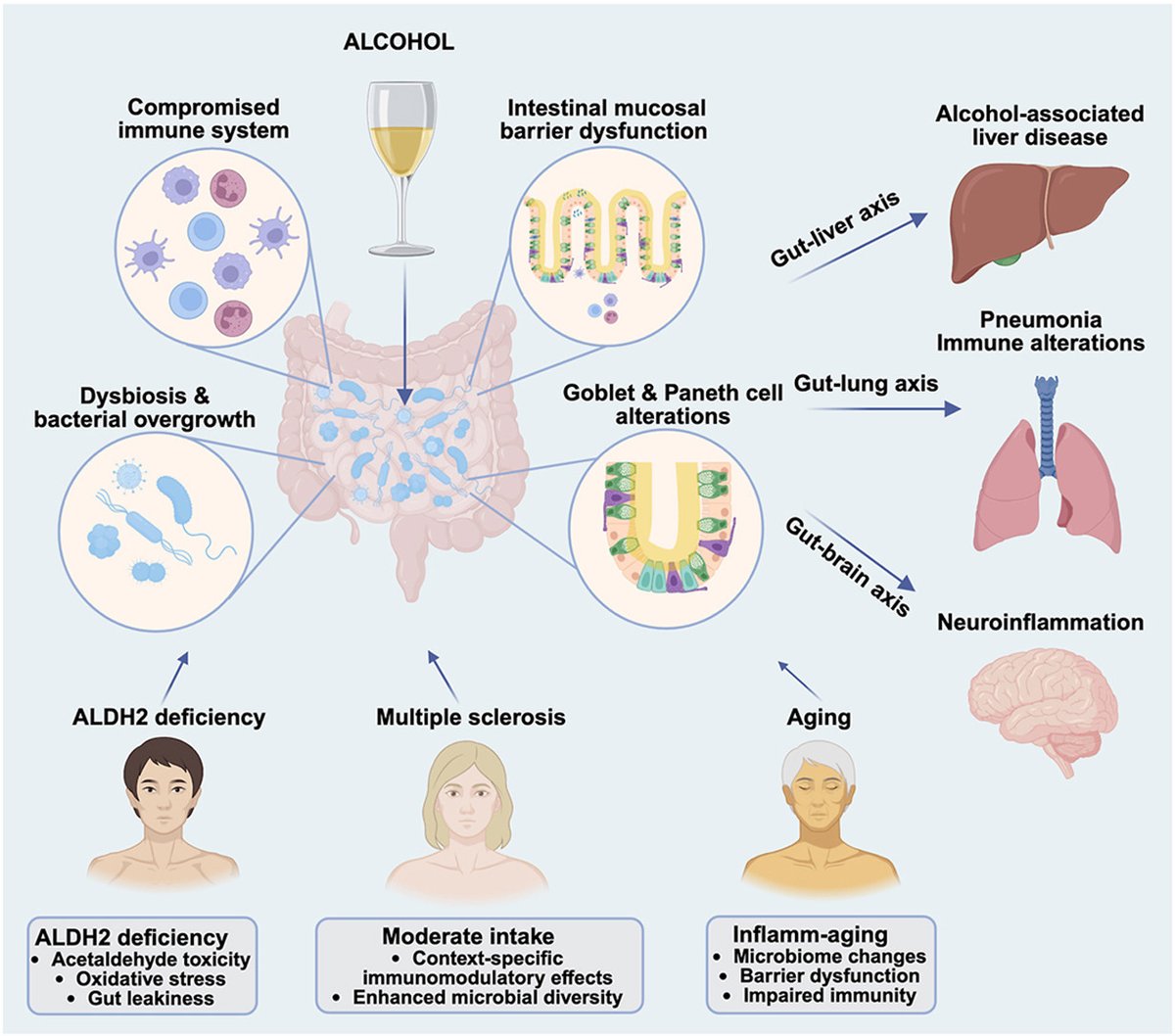 CristiLlorente's tweet image. Honored to collaborate with such brilliant colleagues on this work exploring how alcohol, aging, genetics, and the gut microbiome intersect to shape health and disease.
doi.org/10.1016/j.alco…
@l_suthat @Wiramon_Rung @MelamedEsther 
@Katherine_Maki1 @Mccullough29373