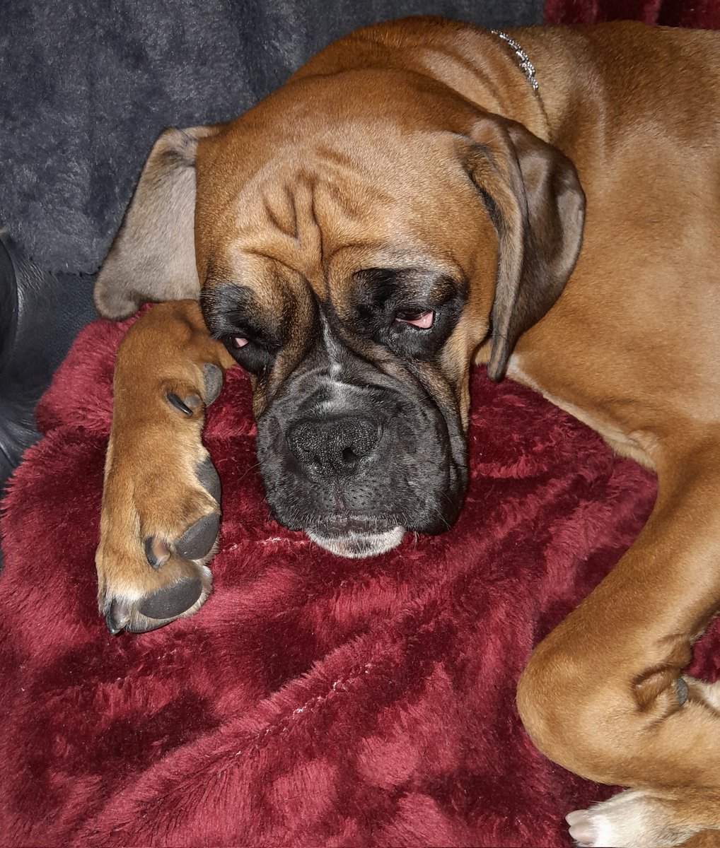IanGee2023's tweet image. This one is exhausted before sunset so I'll take her and her problematic in season lady parts off to bed and say Shabbat Shalom to my Jewish and non Jewish compatriots. X