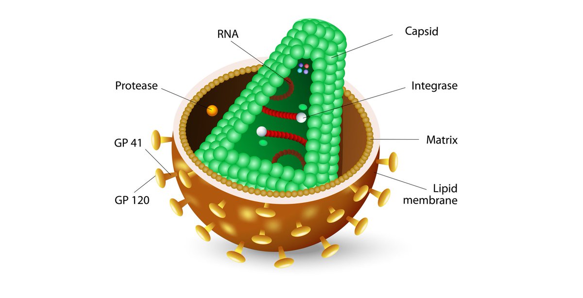 BodyPROHIV's tweet image. Study: Routine #HIV RNA Testing in Oral PrEP Users Questioned. Up to 9,900 RNA tests needed to detect one missed early case—minimal added value over Ag/Ab. Findings challenge 2021 CDC guidance. bit.ly/3Syke4y #InfectiousDiseases #HIVPrevention #PrEP @CDCgov