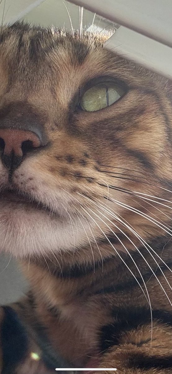 Hope your Friday is purrrfect 

#TeamBengal #XCats #CatsOnX #FridayFeeling