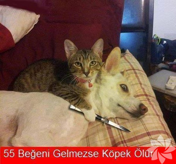 Beni takip edip Favlamazsanız 
👇👇👇👇👇👇👇