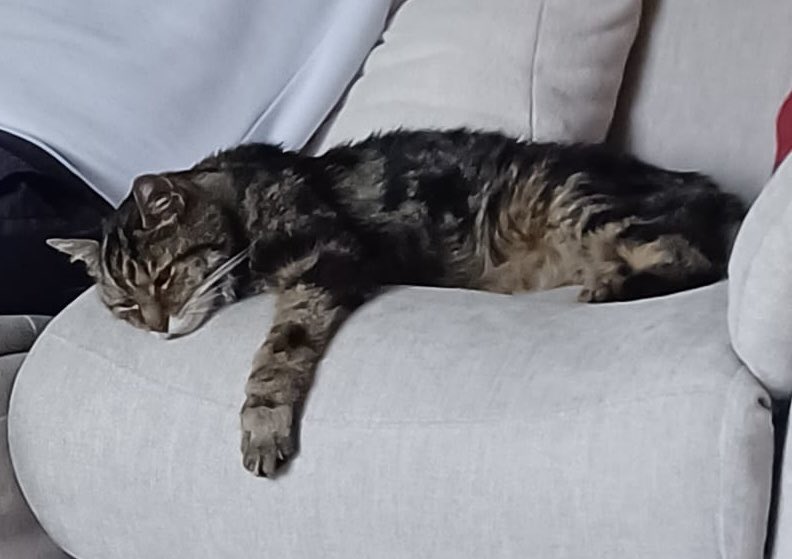 HertsRoyal's tweet image. Think Lennon’s had a tough day but then at an estimated 23 years of age I guess he needs his beauty sleep 🤔