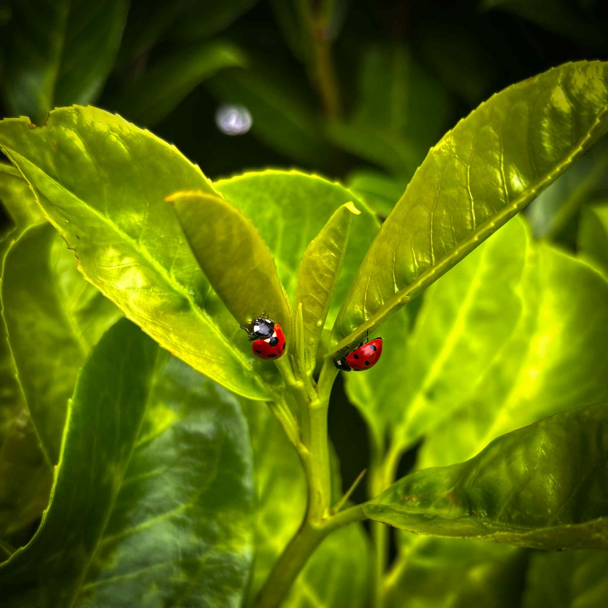 Ladybirds in our garden! It seems a rarity to see them now - in the 90s, I remember seeing them everywhere, every summer