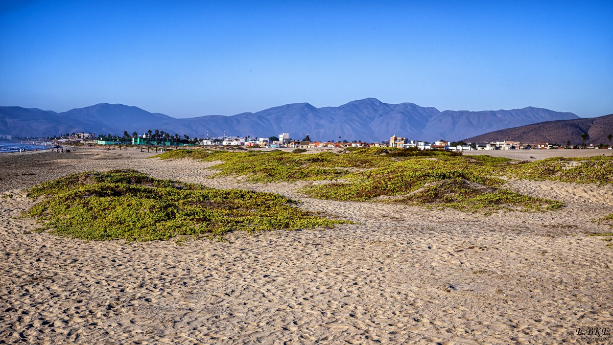 Dunas y flora de las playas de Ensenada, B.C., que van desapareciendo paulatinamente por el crecimiento de la ciudad y negligencia municipal.
