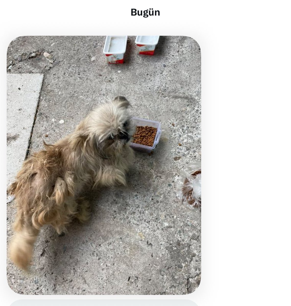 animallover (@cattingwoman) on Twitter photo şu köpeği Samsun’dan alıp bana getiren olur mu İstanbul’a? yakıt ücretini karşılarım şu köpeği Samsun’dan alıp bana getiren olur mu İstanbul’a? yakıt ücretini karşılarım