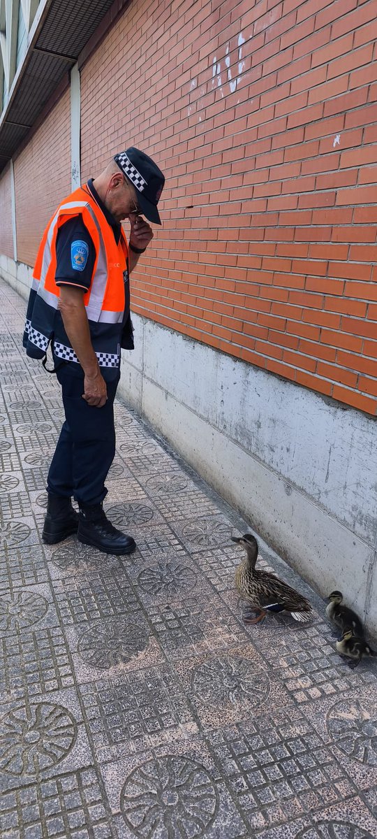 Protección Civil Burgos (@pcivilburgos) on Twitter photo Esta mañana está mamá pata y sus dos patitos 🦆🐣🐣se han despistado. Con ayuda de <a href="/PoliciadeBurgos/">Policía Local Burgos</a> les hemos ayudado a volver a su casa🪹. Esta mañana está mamá pata y sus dos patitos 🦆🐣🐣se han despistado. Con ayuda de <a href="/PoliciadeBurgos/">Policía Local Burgos</a> les hemos ayudado a volver a su casa🪹.
