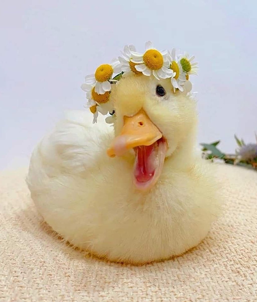 flower crown ducky! 🌼