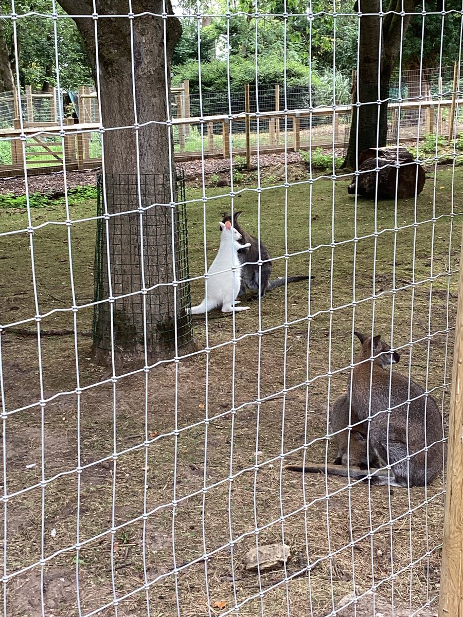 Tadcaster Primary Academy 💜 tweet media