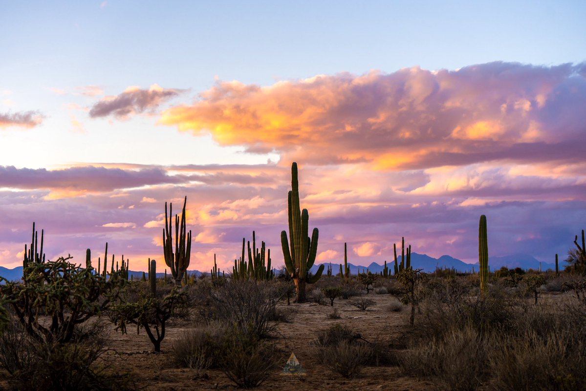 GGerardox2's tweet image. Chulada de Desierto que tenemos, SONORA❤️