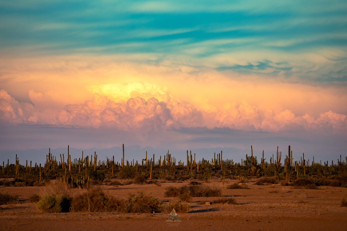 GGerardox2's tweet image. Chulada de Desierto que tenemos, SONORA❤️
