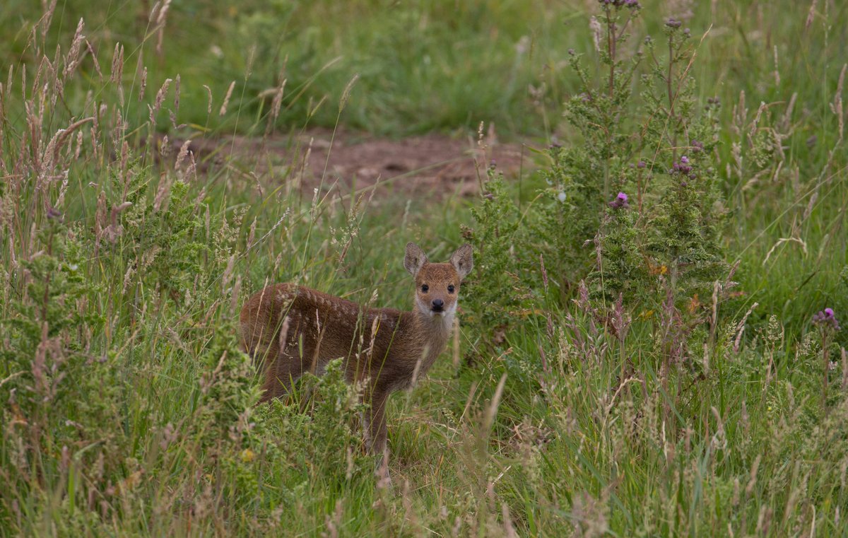 Really close encounter with a couple of young Chinese water deer a couple of weeks ago, never seen such small ones before.

I was surveying from the roof of my truck to they didn't realise I was there