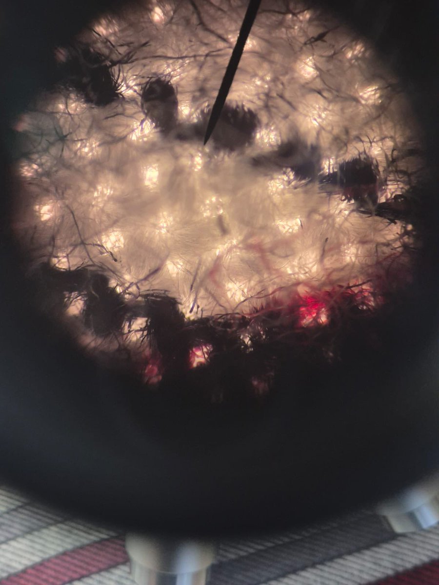 How can we analyse fibres? #MillaisYear8 took part in a forensics enrichment day, completing different workshops on analysing evidence #MillaisScience #MillaisAspiration